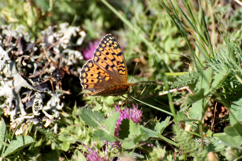 Argynnis (Fabriciana) niobe